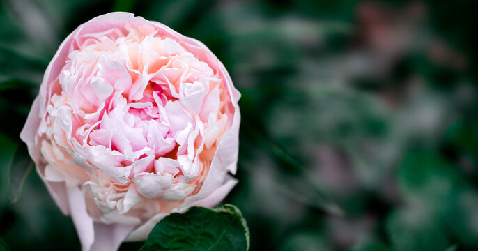 Paeonia lactiflora 'Duchesse de Nemours' is a perennial plant with pink flower