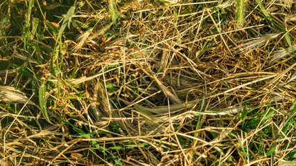Dry grass. Dry grass background. Dry grass close-up. Mowed grass.