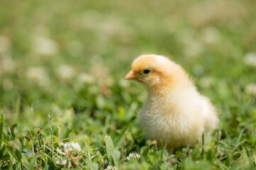 baby chicken in the grass