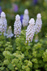 Pretty light blue muscari flowers blooming in an outdoor garden