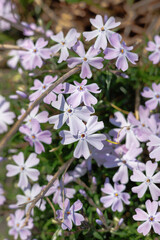 Light purple creeping phlox flowers - Phlox subulata