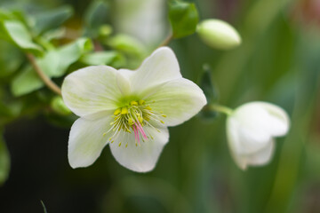Fototapeta na wymiar white hellebore flower on a background of green foliage