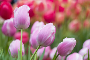 Obraz na płótnie Canvas need purple tulips on a pink blurry background