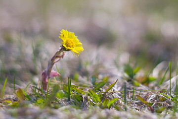 a lone tussilago flower in foliage on a blurry background