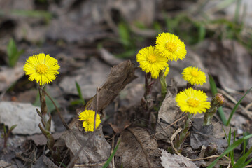 yellow tussilago flowers grow in dry brown foliage
