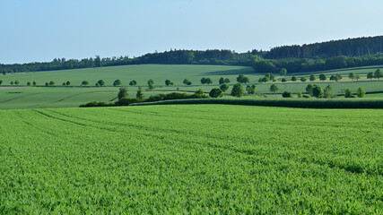 Landscape with trees line in the summer of germany.