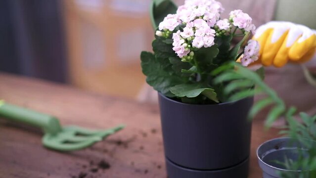 magic of plant care, woman reproduces and transplants home plant into a new pot.watering with spray bottle potted plant with proper drainage and new soil. 