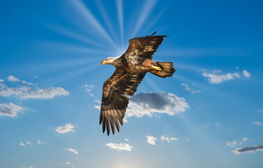 Bald Eagle Flying Over clouds with sunrays