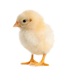 Cute little chick on white background