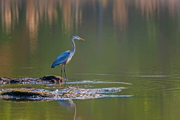 Great Blue Heron Fishing on the Chesapeake Bay