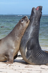 Southern Elephant Seal young juveniles play fighting