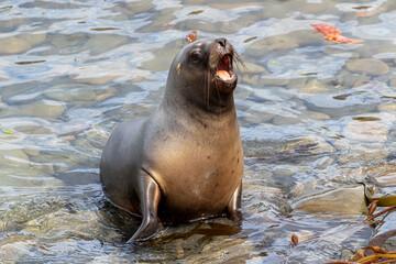 Southern Sea Lion yearling pup