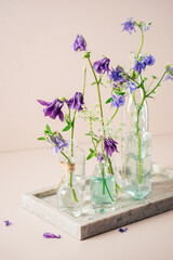 Columbine flowers in glass bottles.