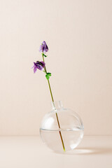 Aquilegia flower in a glass vase, minimal still life.
