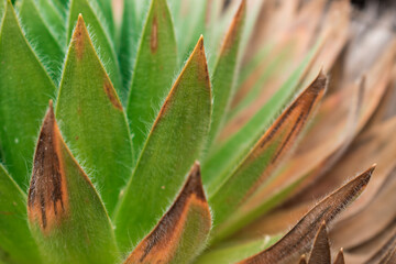 Close up of Colombia national plant in the paramo mountains