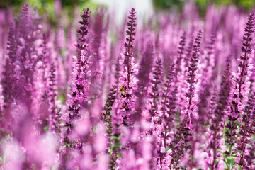 A bee and pink purple salvia flowers
