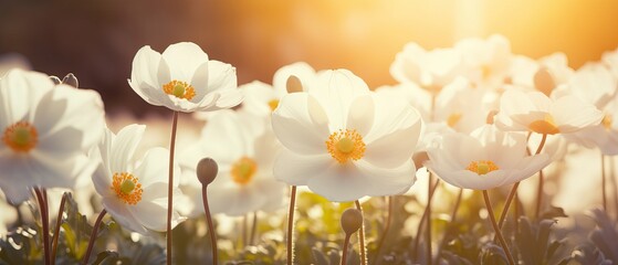 Beautiful white anemone flowers in morning light close-up in nature. Delightful atmospheric airy artistic image beauty nature with golden sunlight