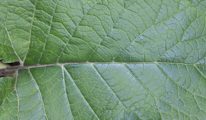 Naklejka na ściany i meble Close up of a green leaf of burdock with veins and veins, texture background