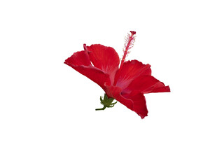 Fototapeta premium Red brilliant flowers of Hibiscus rosa-sinensis cut out and isolated, known colloquially as Chinese hibiscus, China rose, Hawaiian hibiscus, rose mallow and shoeblack plant.