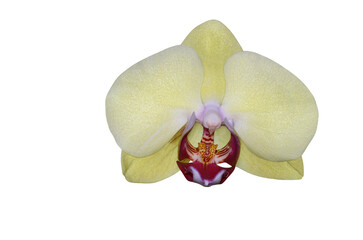 Phalaenopsis orchid, moth orchid, butterfly, anggrek bulan or moon orchid. Selective focus. Isolated and cut out.