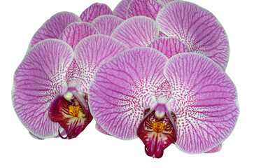 Fototapeta na wymiar Phalaenopsis orchid, moth orchid, butterfly, anggrek bulan or moon orchid. Selective focus. Isolated and cut out.
