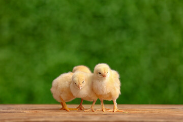 Cute little chicks on wooden table outdoors
