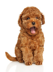 Yawning Poodle Puppy on White Background