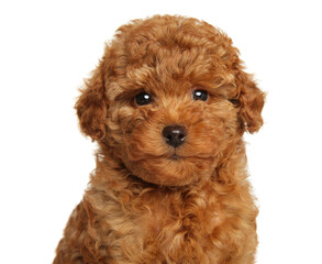 Close-up of a Adorable Red Toy Poodle Puppy