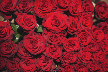 Background of natural red roses in sun light. Big bunch of fresh red roses in bouquet close up texture background. Atmosphere of celebration, love and celebration.