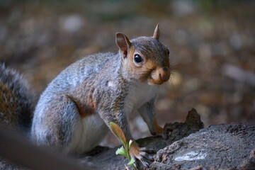 Closeup of a squirrel in the garden