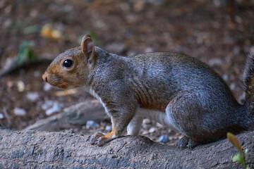 Closeup of a squirrel in the garden