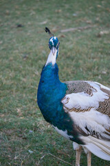 Closeup of a peacock in the grass