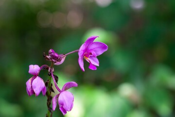 Philippine ground orchid, Spathoglottis plicata