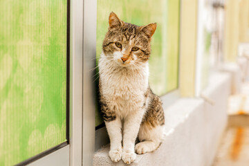 Portrait of a stray cat in a city in Bosnia Herzegovina