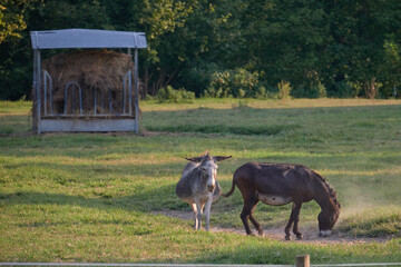 A couple of donkeys playing in the grass
