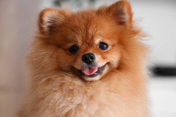Obraz premium Cute Pomeranian dog in kitchen, closeup