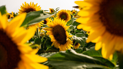 Sunflower growing in a field of sunflowers during a nice sunny summer day. 
