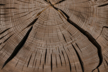 wood cut texture, processed slab