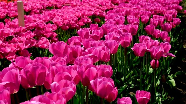 Pink Triumph tulips Tulipa Carola bloom in garden in April