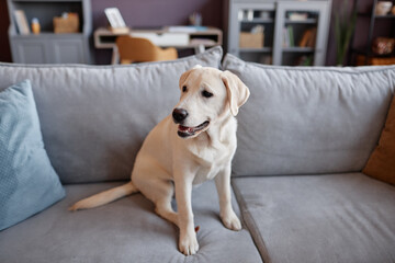 Obraz premium Full length portrait of white labrador puppy sitting on sofa in home interior, copy space