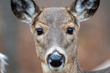Close up of whitetail doe