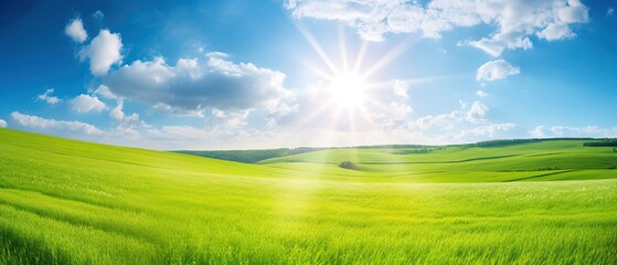 Fototapeta na wymiar Natural panoramic landscape with spring meadow with curved horizon line. Field bright juicy green grass against a blue sky with clouds and sun flare