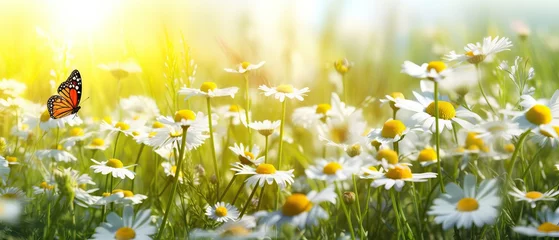 Poster Sunlit field of daisies with fluttering butterflies. Chamomile flowers on a summer meadow in nature, panoramic landscape © Eli Berr