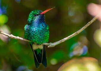 Esmeralda ventridorada o picaflor común verde (Chlorostilbon lucidus)