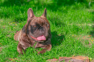 The dog of the French bulldog breed lies on the green grass. A pet, an animal.