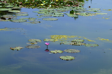 Water lily in the pond with green leaves and water lily.