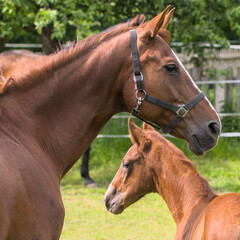 A mare and her foal near together, caring