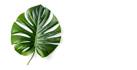 Green monstera leaf isolated on white background. Place for text. Generative AI