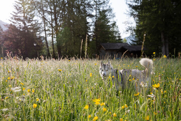 Obraz premium Beautiful Husky dog in a meadow