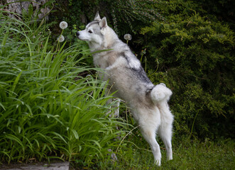 Beautiful Husky dog looking at a dandelion